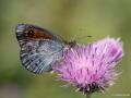 Erebia ottomana (Harem Güzelesmeri)